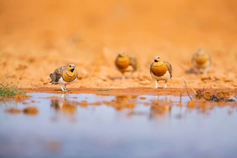 Pin-tailed Sandgrouse (Pterocles alchata) on a farmers field at a water pool, Belchite, Aragon,
