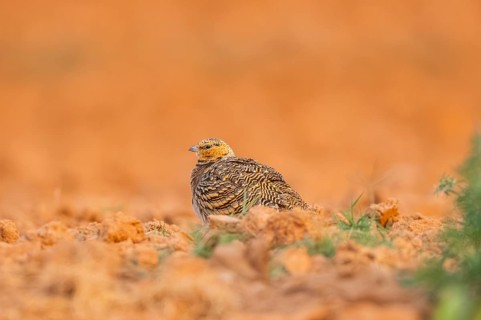 Pin-tailed Sandgrouse (Pterocles alchata) on a farmers field, Belchite, Aragon, Saragossa, Spain