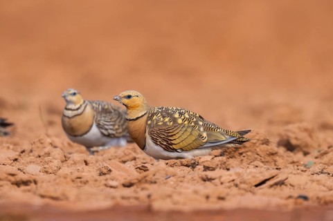 Pin-tailed Sandgrouse (Pterocles alchata) on a farmers field, Belchite, Aragon, Saragossa, Spain