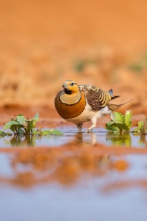 Pin-tailed Sandgrouse (Pterocles alchata) on a farmers field at a water pool, Belchite, Aragon,