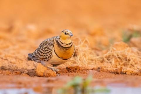 Pin-tailed Sandgrouse (Pterocles alchata) on a farmers field at a water pool, Belchite, Aragon,