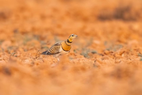 Pin-tailed Sandgrouse (Pterocles alchata) on a farmers field, Belchite, Aragon, Saragossa, Spain