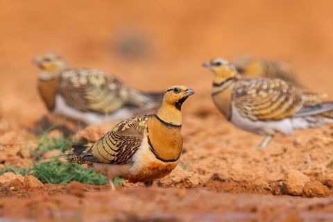 Pin-tailed Sandgrouse (Pterocles alchata) on a farmers field at a water pool, Belchite, Aragon,