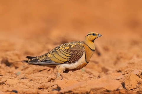 Pin-tailed Sandgrouse (Pterocles alchata) on a farmers field, Belchite, Aragon, Saragossa, Spain