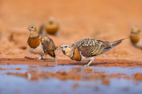 Pin-tailed Sandgrouse (Pterocles alchata) on a farmers field drinking at a water pool, Belchite,