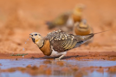 Pin-tailed Sandgrouse (Pterocles alchata) on a farmers field drinking at a water pool, Belchite,