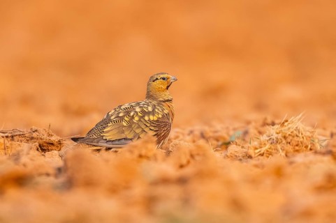 Pin-tailed Sandgrouse (Pterocles alchata) on a farmers field, Belchite, Aragon, Saragossa, Spain