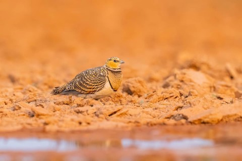 Pin-tailed Sandgrouse (Pterocles alchata) on a farmers field at a water pool, Belchite, Aragon,
