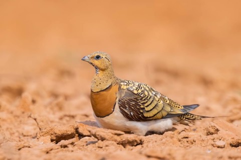 Pin-tailed Sandgrouse (Pterocles alchata) on a farmers field, Belchite, Aragon, Saragossa, Spain