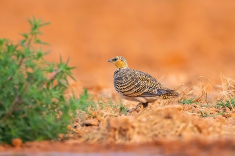 Pin-tailed Sandgrouse (Pterocles alchata) on a farmers field, Belchite, Aragon, Saragossa, Spain