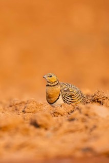 Pin-tailed Sandgrouse (Pterocles alchata) on a farmers field, Belchite, Aragon, Saragossa, Spain