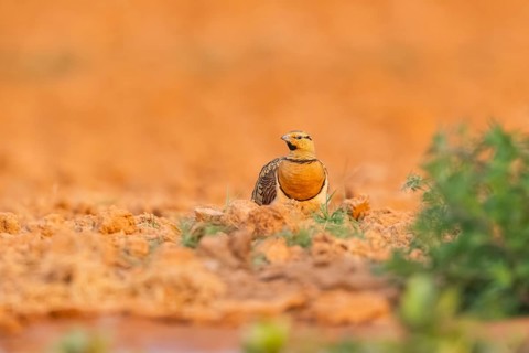 Pin-tailed Sandgrouse (Pterocles alchata) on a farmers field, Belchite, Aragon, Saragossa, Spain