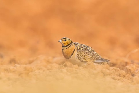Pin-tailed Sandgrouse (Pterocles alchata) on a farmers field, Belchite, Aragon, Saragossa, Spain