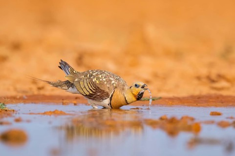 Pin-tailed Sandgrouse (Pterocles alchata) on a farmers field drinking at a water pool, Belchite,