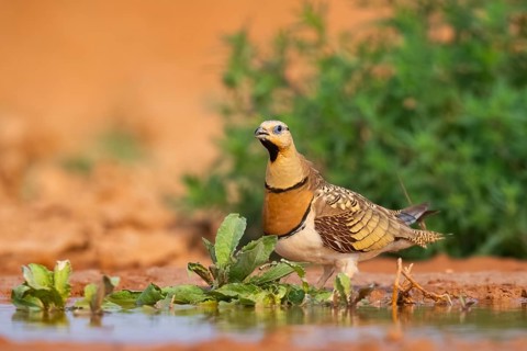 Pin-tailed Sandgrouse (Pterocles alchata) on a farmers field at a water pool, Belchite, Aragon,