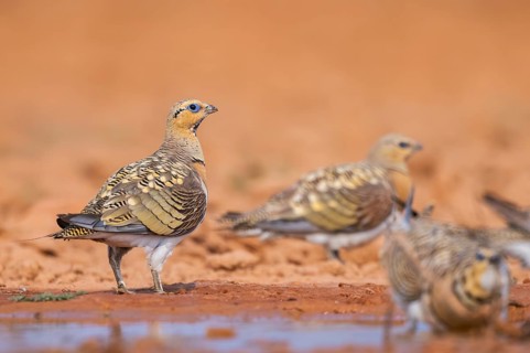 Pin-tailed Sandgrouse (Pterocles alchata) on a farmers field at a water pool, Belchite, Aragon,