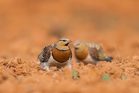 Pin-tailed Sandgrouse (Pterocles alchata) on a farmers field, Belchite, Aragon, Saragossa, Spain