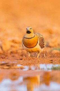 Pin-tailed Sandgrouse (Pterocles alchata) on a farmers field at a water pool, Belchite, Aragon,
