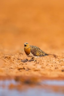 Pin-tailed Sandgrouse (Pterocles alchata) on a farmers field at a water pool, Belchite, Aragon,