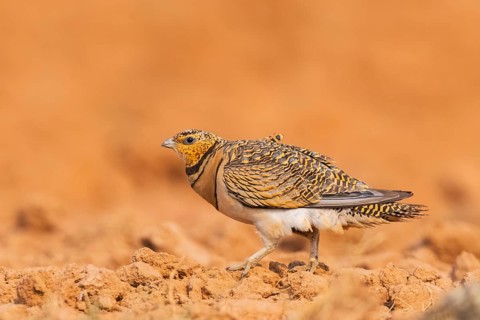 Pin-tailed Sandgrouse (Pterocles alchata) on a farmers field, Belchite, Aragon, Saragossa, Spain