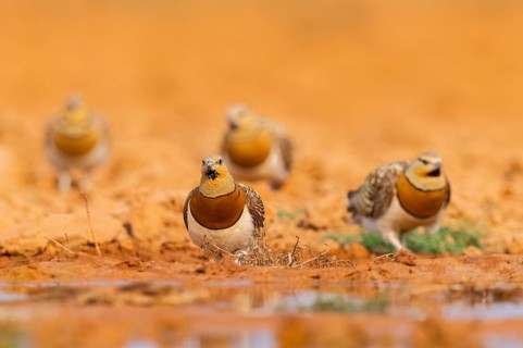 Pin-tailed Sandgrouse (Pterocles alchata) on a farmers field at a water pool, Belchite, Aragon,