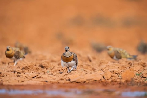 Pin-tailed Sandgrouse (Pterocles alchata) on a farmers field at a water pool, Belchite, Aragon,