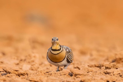 Pin-tailed Sandgrouse (Pterocles alchata) on a farmers field, Belchite, Aragon, Saragossa, Spain