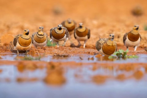 Pin-tailed Sandgrouse (Pterocles alchata) on a farmers field at a water pool, Belchite, Aragon,