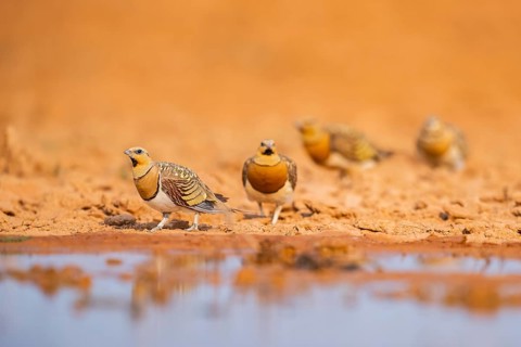 Pin-tailed Sandgrouse (Pterocles alchata) on a farmers field at a water pool, Belchite, Aragon,