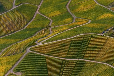 Aerial photo, wine-growing region Moselle Luxembourg, vineyards, Wellenstein, Saarland,