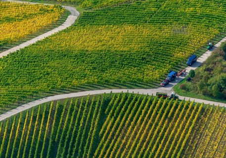 Aerial photo, wine-growing region Moselle Luxembourg, vineyards, Wellenstein, Saarland,
