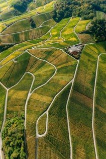 Aerial photo, wine-growing region Moselle Luxembourg, vineyards, Wellenstein, Saarland,