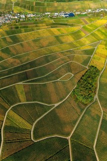 Aerial photo, wine-growing region Moselle Luxembourg, vineyards, Wellenstein, Saarland,