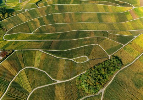 Aerial photo, wine-growing region Moselle Luxembourg, vineyards, Wellenstein, Saarland,