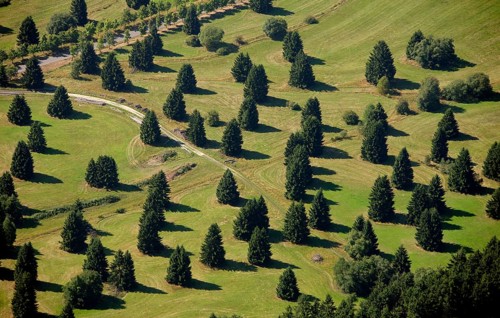 Aerial photograph, Schwarzenborn camp, tree meadow, Schwarzenborn, Hesse, Germany, Europe Aerial