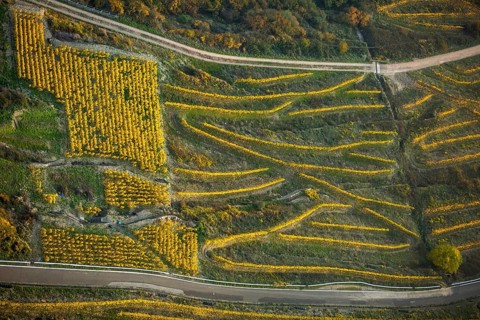 Serpentine roads in the vineyards of Oberwesel near Loreley, Rhine valley, Rhine wine, colourful