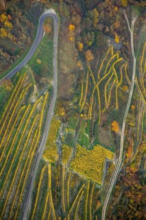 Serpentine roads in the vineyards of Oberwesel near Loreley, Rhine valley, Rhine wine, colourful