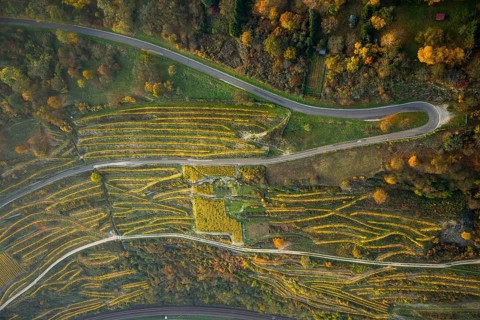 Serpentine roads in the vineyards of Oberwesel near Loreley, Rhine valley, Rhine wine, colourful