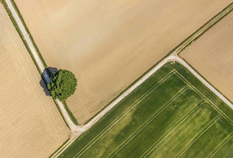 Aerial view of agricultural landscape with a tree at the intersection of two field paths, fields