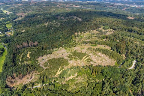 Forest damage in spruce forest nature reserve 3 wetland forest parcels north of the Spulberg,
