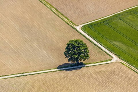 Aerial view, tree in the field, Unterm Trachtenberg, Balve, Sauerland, North Rhine-Westphalia,