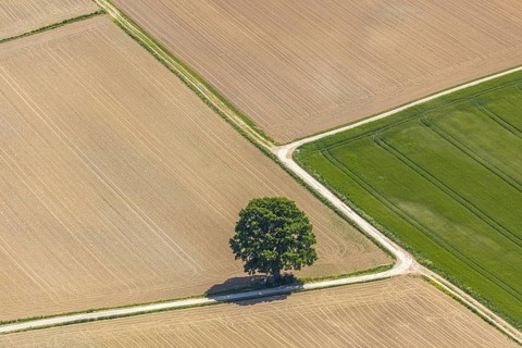 Aerial view, tree in the field, Unterm Trachtenberg, Balve, Sauerland, North Rhine-Westphalia,