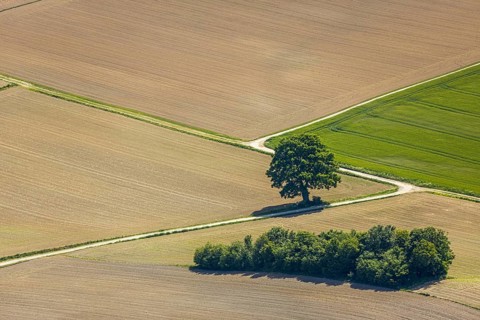 Aerial view, tree in the field, Unterm Trachtenberg, Balve, Sauerland, North Rhine-Westphalia,