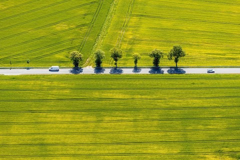 Aerial view, row of trees on country road, federal road 229, Langenholthausen, Balve, Sauerland,