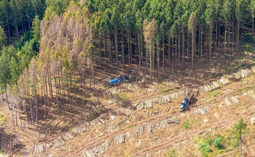 Aerial photo, deforestation, harvester, nature reserve Eidmecketalsystem, Bestwig, Sauerland, North