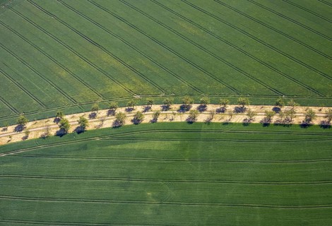 Aerial view, row of trees in the field at Leither Bach, Bochum-Wattenscheid, Ruhr area, North