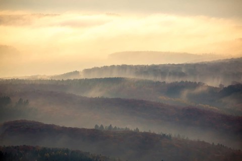 Forests of the Middle Rhine Taunus in the fog, Taunus, forest, Dachsenhausen, Rhine Valley,