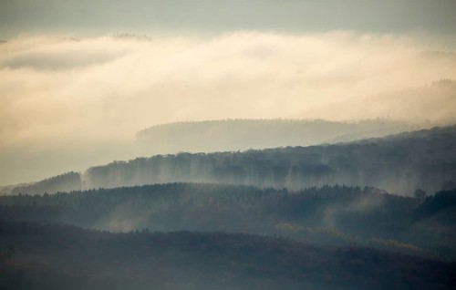 Forests of the Middle Rhine Taunus in the fog, Taunus, forest, Dachsenhausen, Rhine Valley,