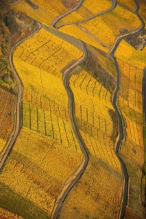 Rhine valley on the left bank of the Rhine with vineyards and autumn leaves, steep vineyards, paths
