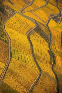 Rhine valley on the left bank of the Rhine with vineyards and autumn leaves, steep vineyards, paths